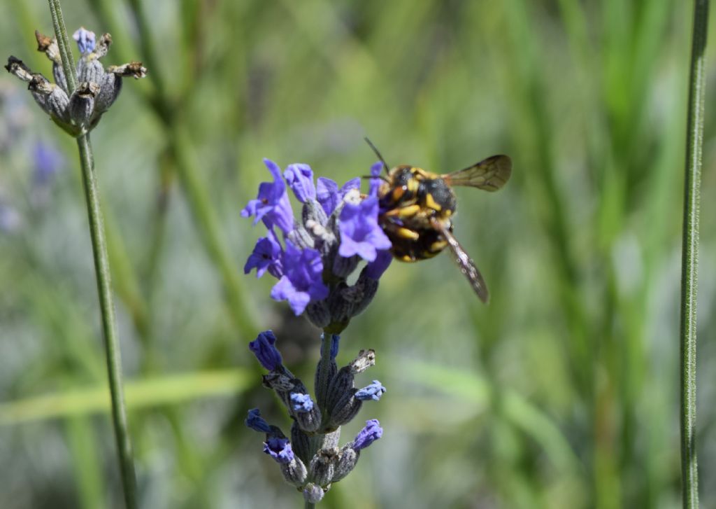 Apidae Megachilinae: cfr. Anthidium sp.